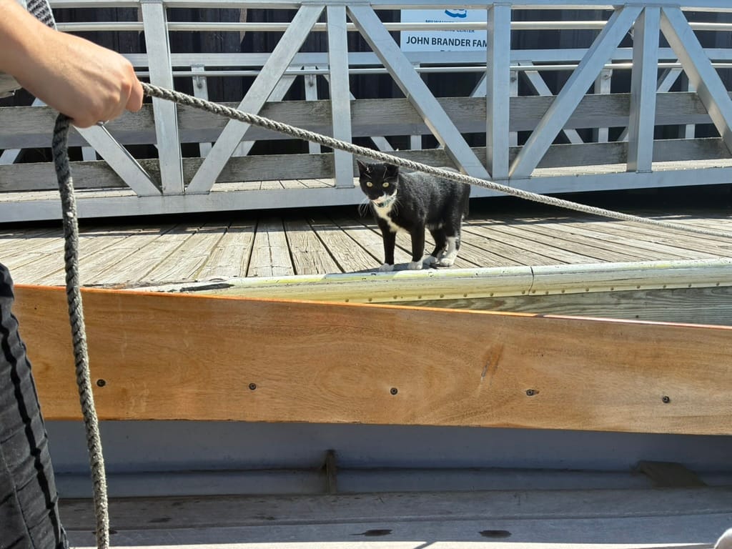 A tuxedo cat with a collar on the dock at the Milwaukee Community Sailing Center. It is staring intently at someone just out of frame holding a rope.